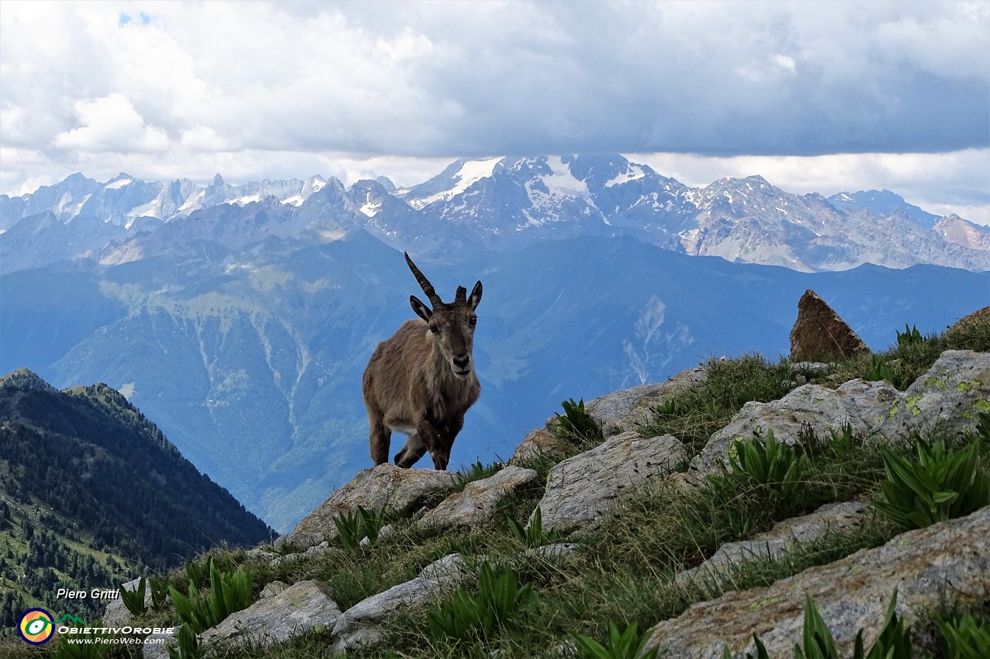 60 Stambecco  'unicorno' con vista in Disgrazia.JPG